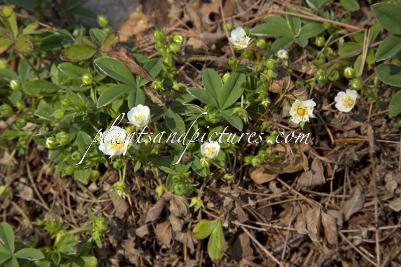 Potentilla alba