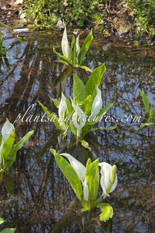 Lysichiton camtschatcensis