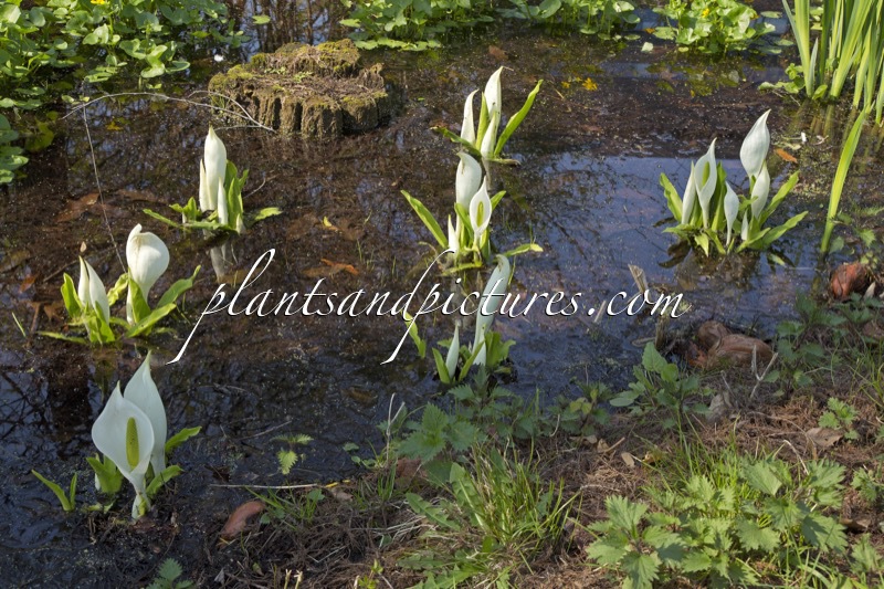 Lysichiton camtschatcensis