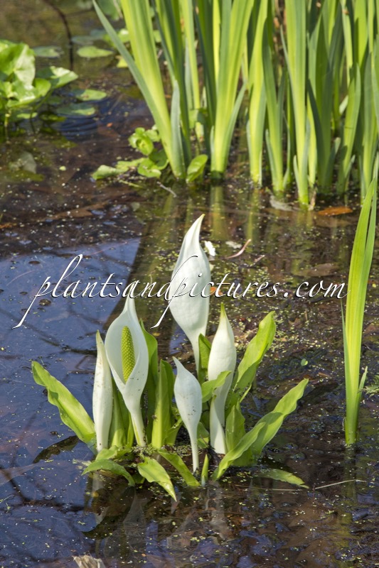 Lysichiton camtschatcensis