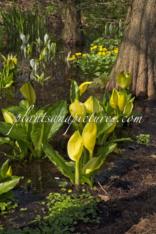 Lysichiton americanus