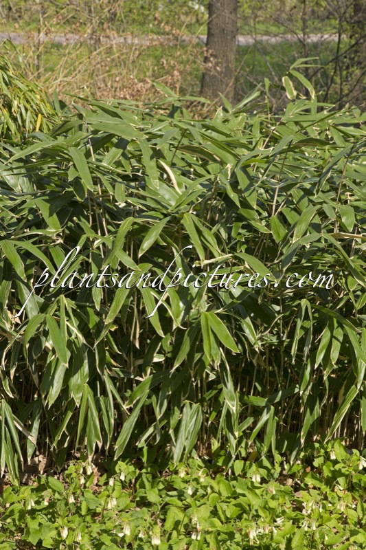 Sasaella masamuneana f. albostriata