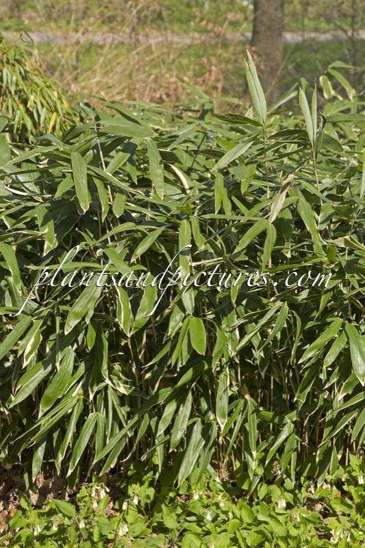 Sasaella masamuneana f. albostriata