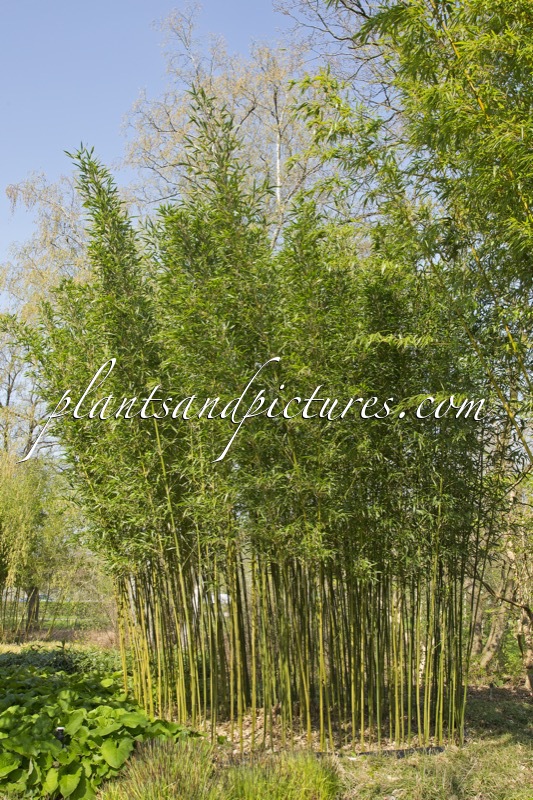 Semiarundinaria fastuosa var. viridis