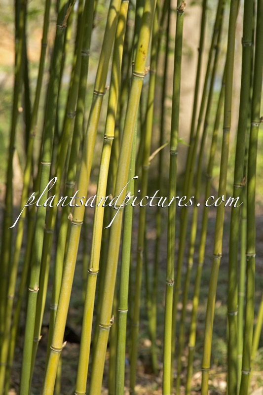 Semiarundinaria fastuosa var. viridis