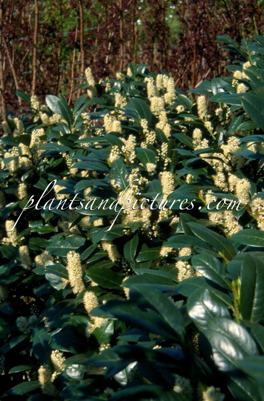 Prunus laurocerasus ‘Van Nes’