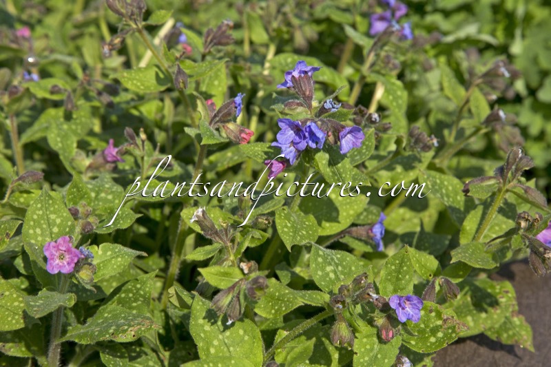 Pulmonaria officinalis