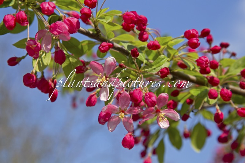 Malus toringo var. sargentii