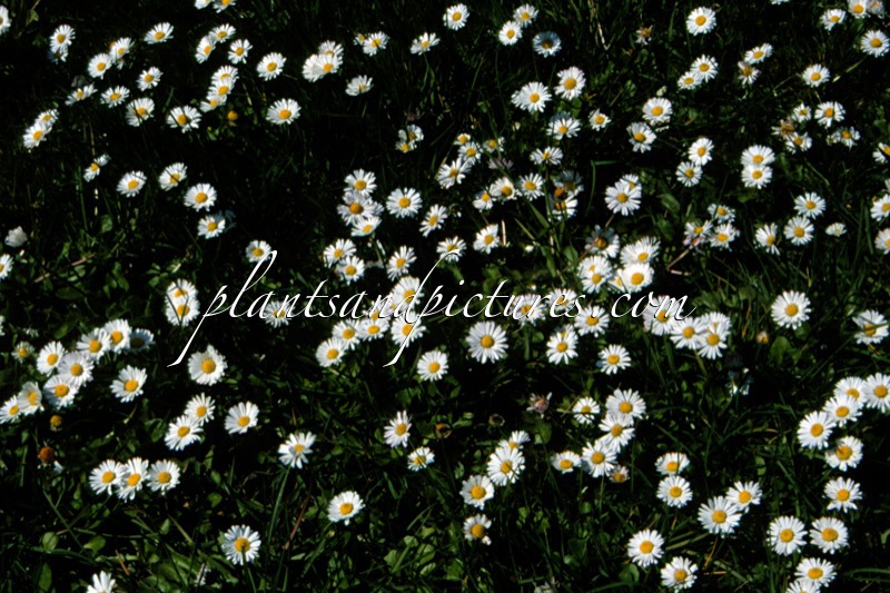 Bellis perennis