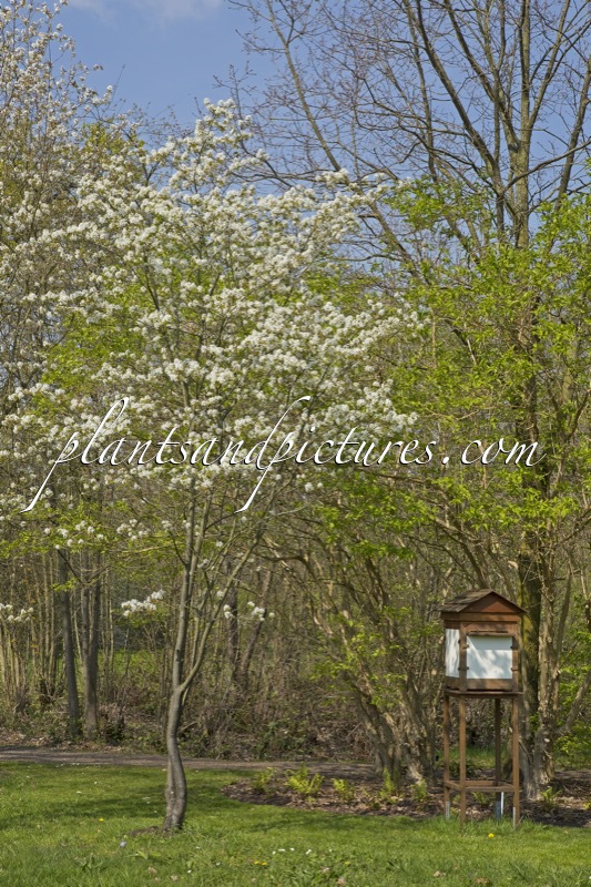 Amelanchier lamarckii