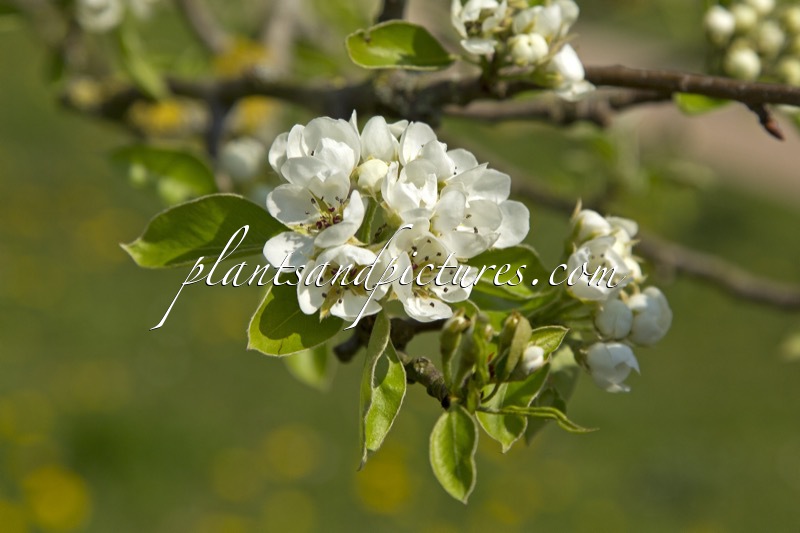 Pyrus communis ‘Conference’