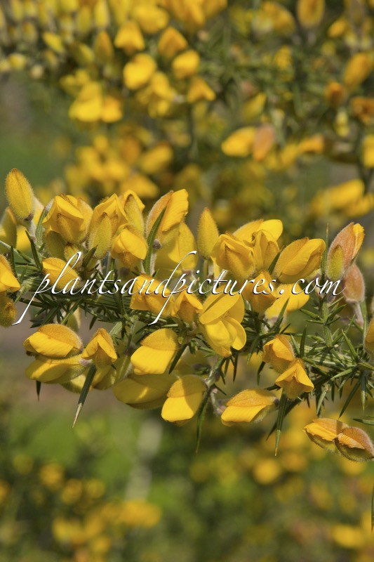Ulex europaeus