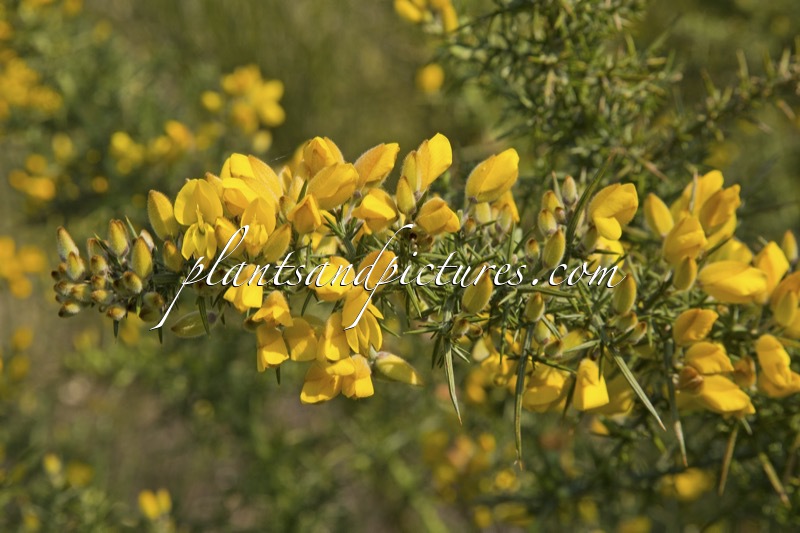 Ulex europaeus