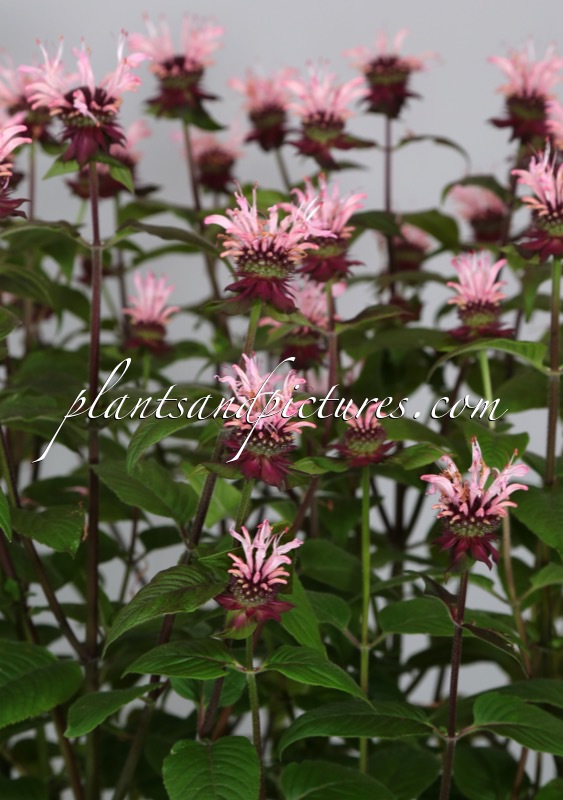 Monarda ‘Denise’
