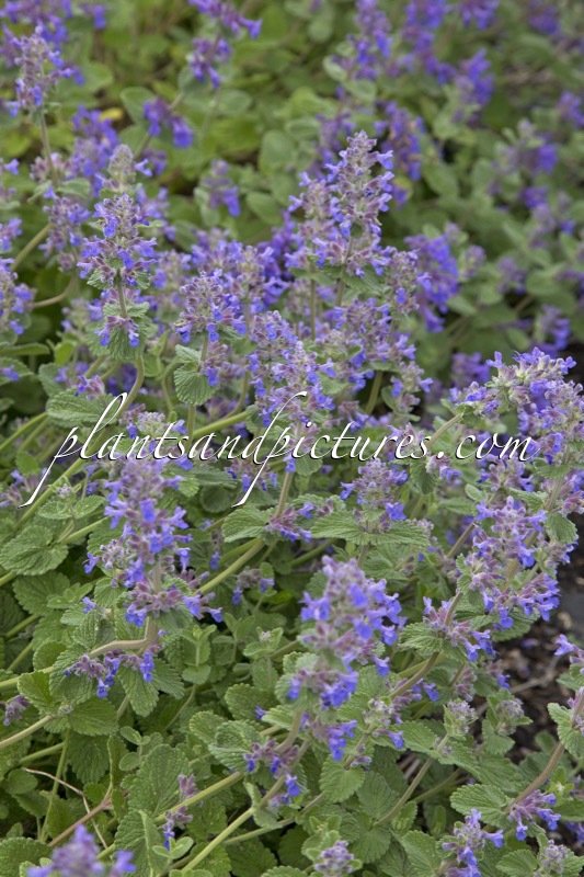 Nepeta cataria