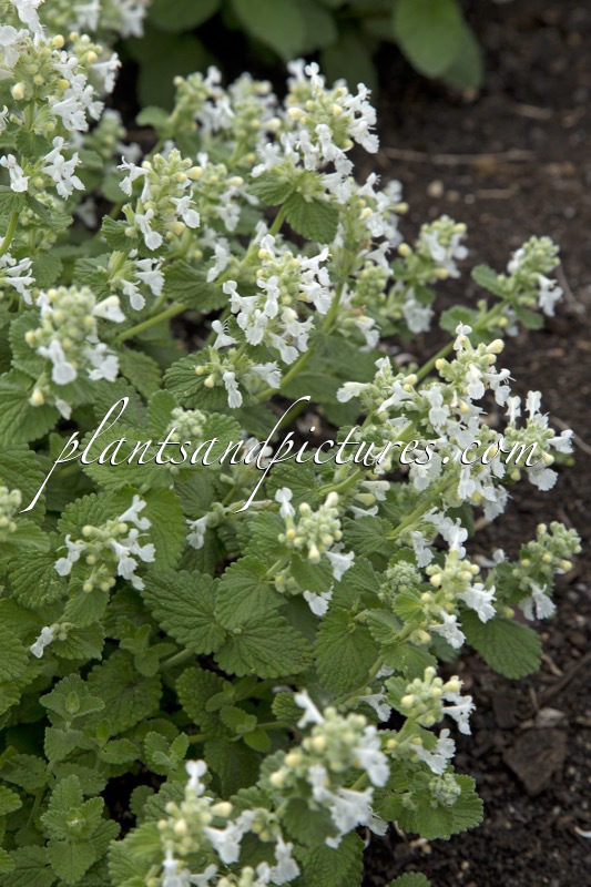 Nepeta racemosa ‘Alba’