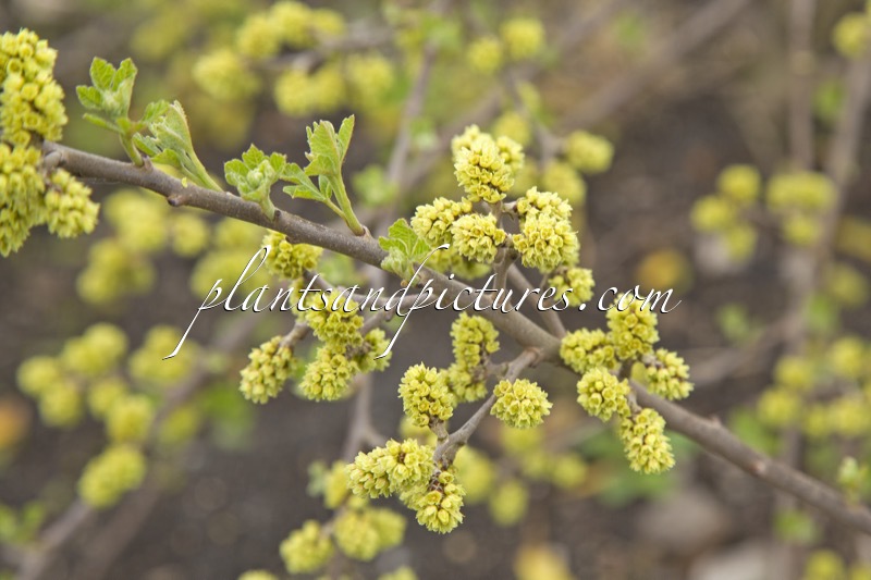 Rhus aromatica ‘Fine Textured Compact Select A’ (LACETTE)