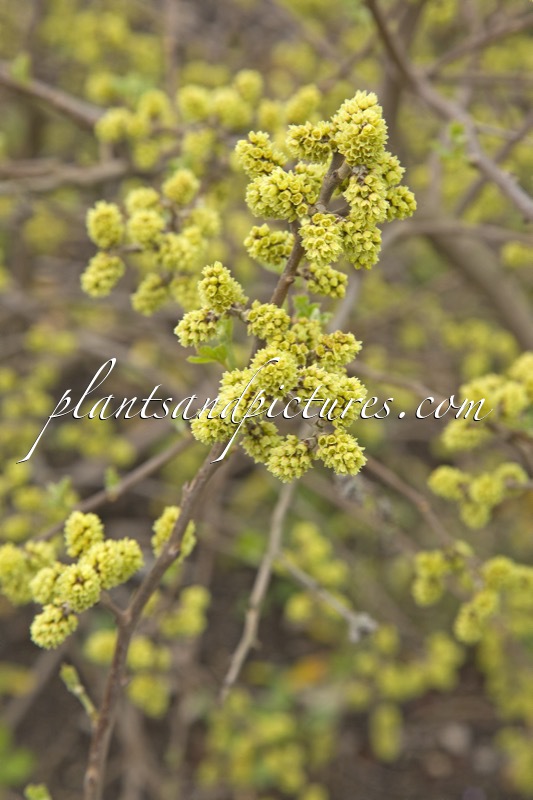 Rhus aromatica ‘Fine Textured Compact Select A’ (LACETTE)