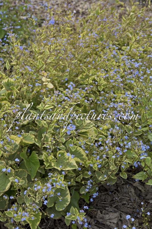 Brunnera macrophylla ‘Hadspen Cream’
