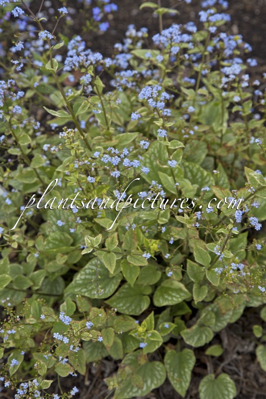 Brunnera macrophylla ‘Silver Wings’