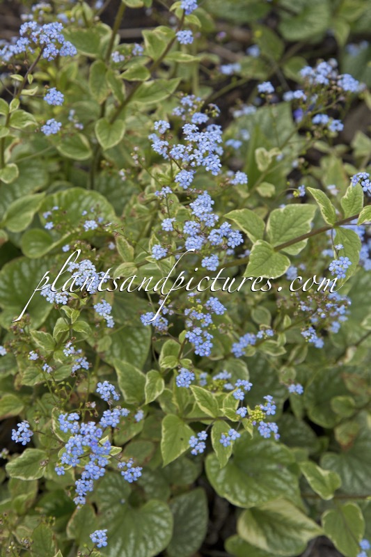 Brunnera macrophylla ‘Silver Wings’
