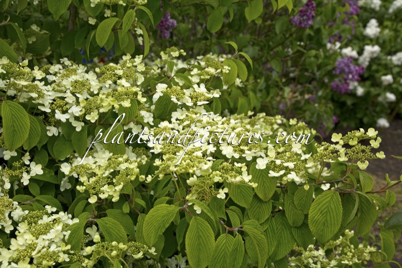 Viburnum plicatum ‘St Keverne’