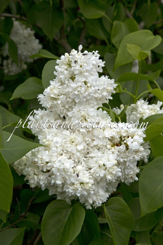 Syringa vulgaris ‘Souvenir d’Alice Harding’