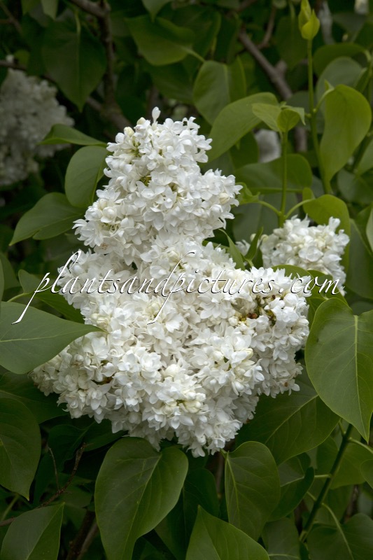 Syringa vulgaris ‘Souvenir d’Alice Harding’