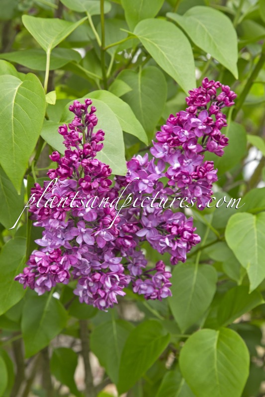 Syringa vulgaris ‘Charles Joly’