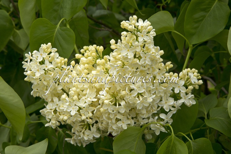 Syringa vulgaris ‘Primrose’ (STERNTALER)