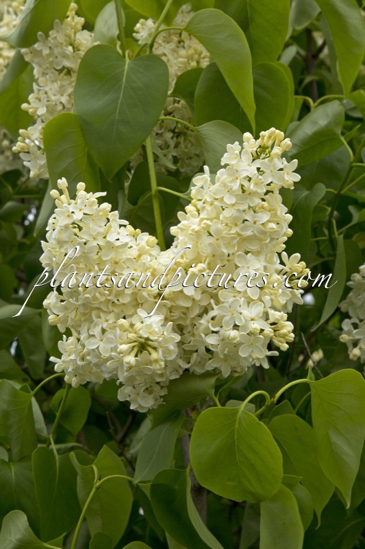 Syringa vulgaris ‘Primrose’ (STERNTALER)