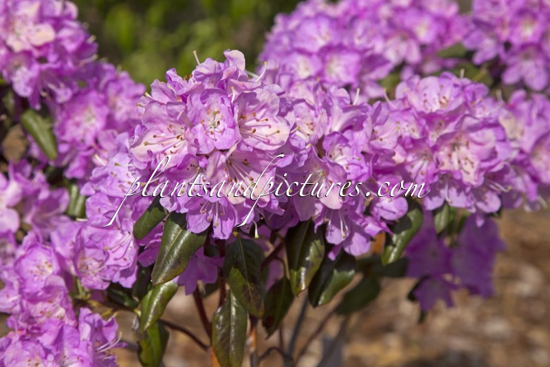 Rhododendron oreotrephes
