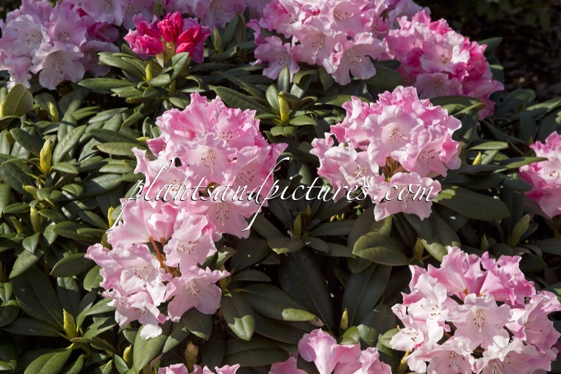 Rhododendron ‘Mardi Gras’
