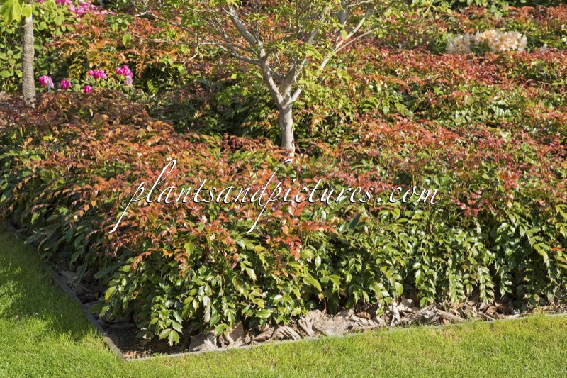Mahonia ‘Cabaret’