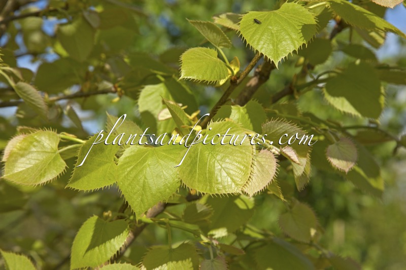 Tilia henryana
