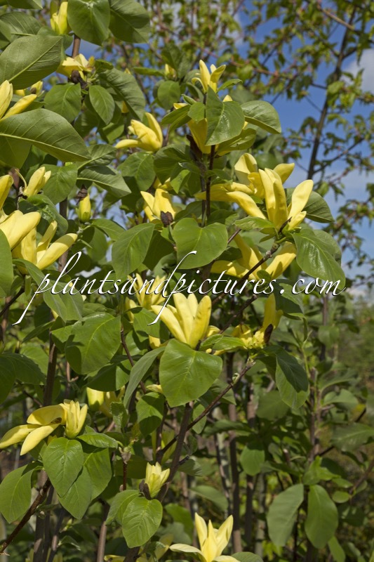 Magnolia ‘Daphne’
