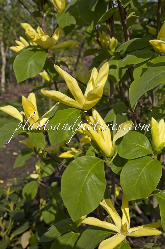 Magnolia ‘Daphne’