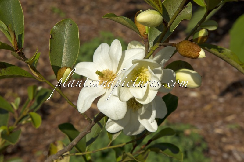 Magnolia laevifolia