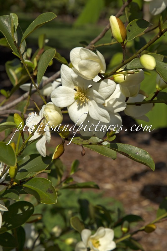 Magnolia laevifolia