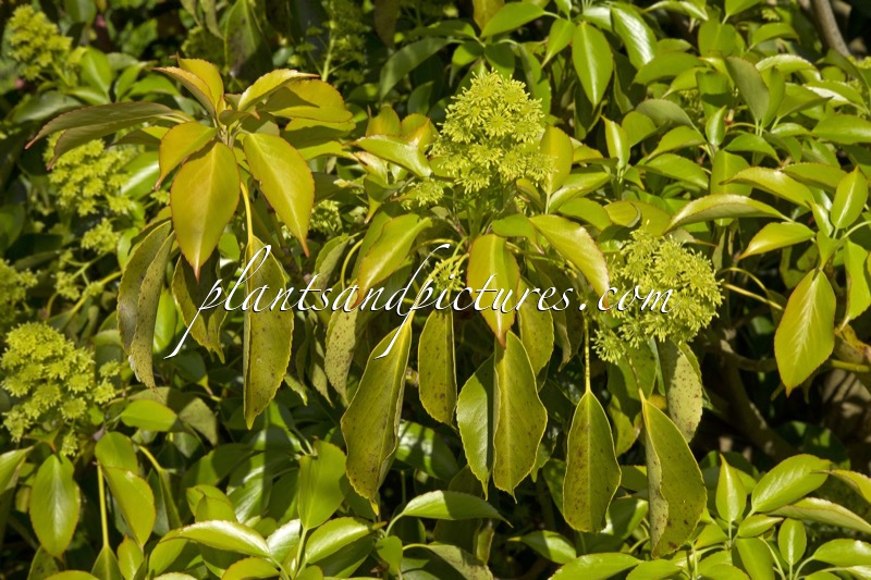 Trochodendron aralioides