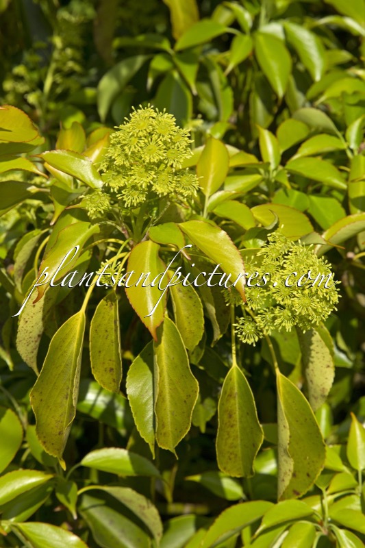 Trochodendron aralioides