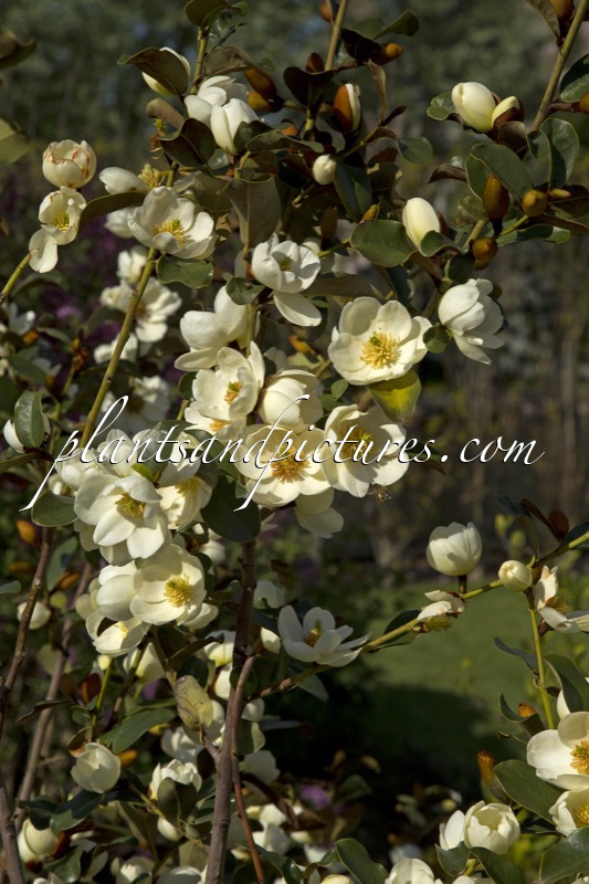 Magnolia laevifolia ‘GCWOOD213’ (GAIL’S FAVOURITE)