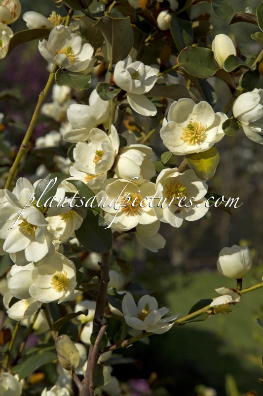 Magnolia laevifolia ‘GCWOOD213’ (GAIL’S FAVOURITE)