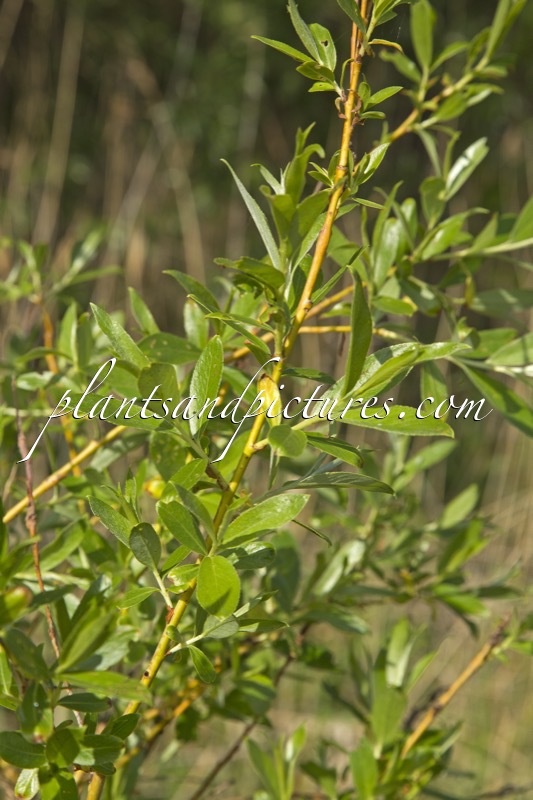 Salix alba ‘Golden Ness’