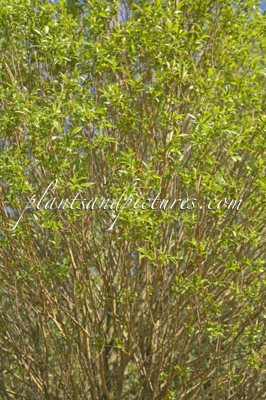 Salix alba ‘Chermesina’
