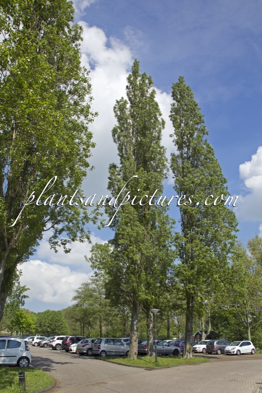 Populus nigra ‘Italica’