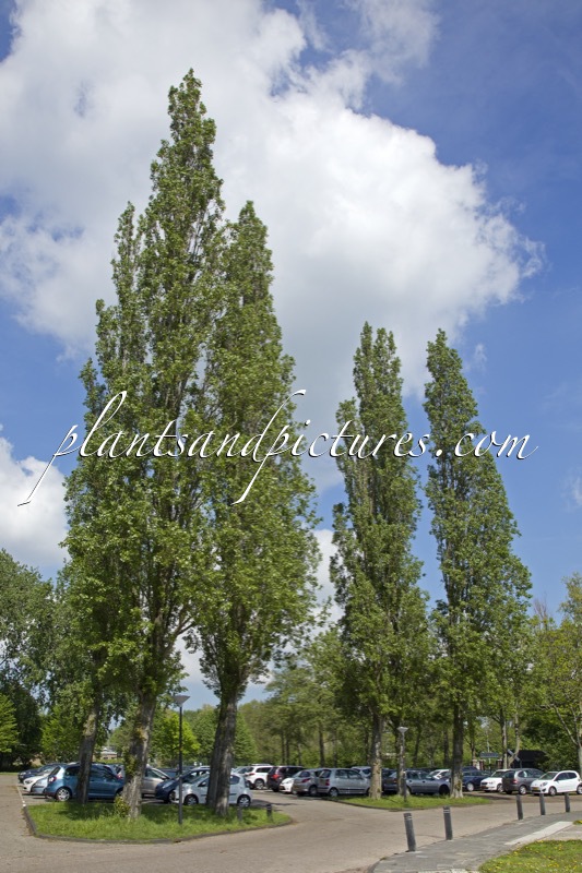 Populus nigra ‘Italica’