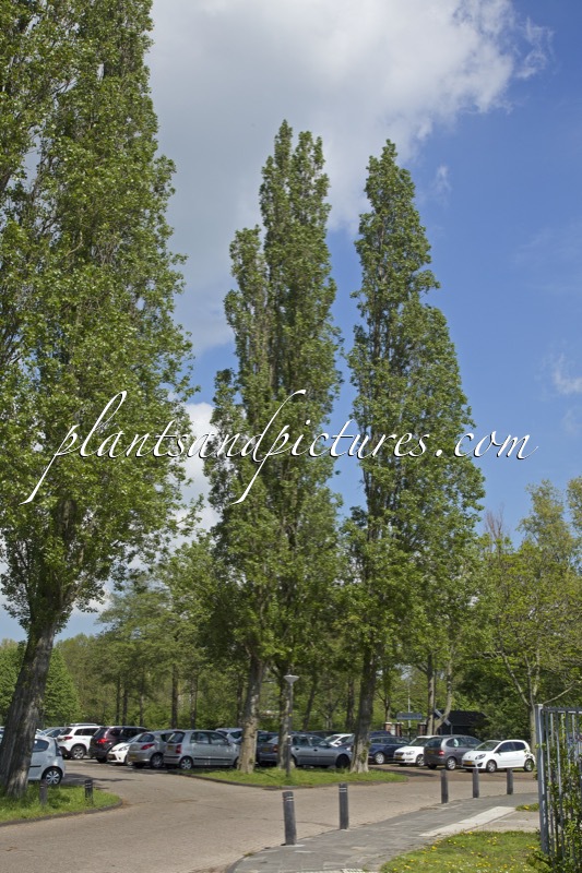 Populus nigra ‘Italica’