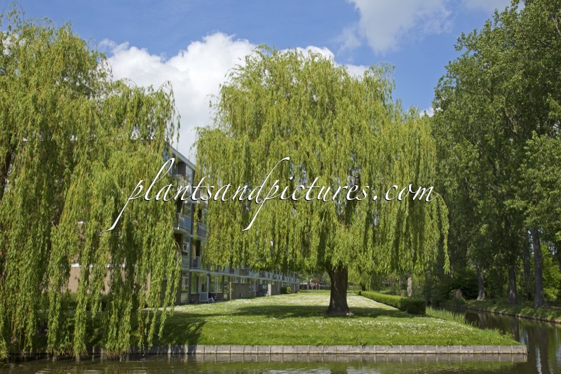 Salix sepulcralis ‘Chrysocoma’