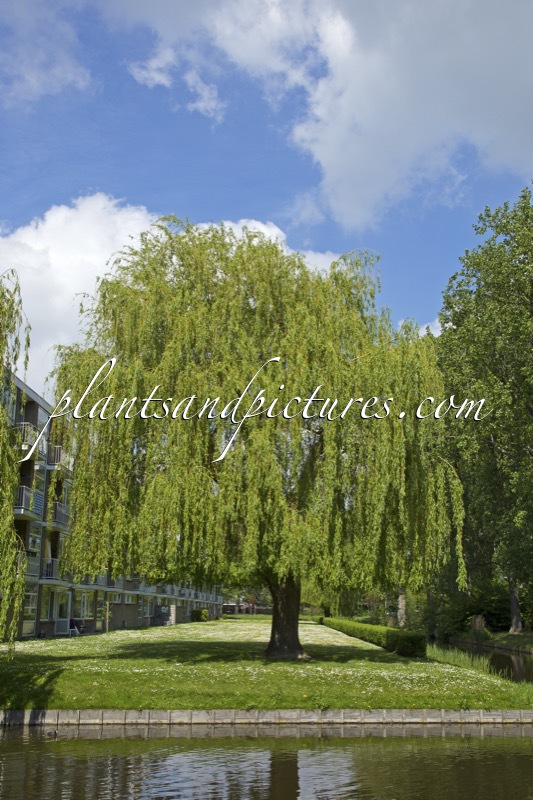 Salix sepulcralis ‘Chrysocoma’